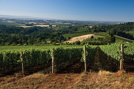 Erath Prince Hill Vinyard Erath Prince Hill Vineyard
