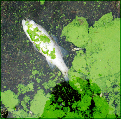 Dead fish, algal outbreak
