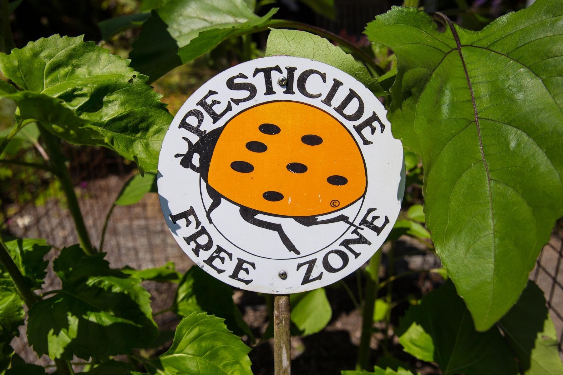 Pesticide_PFZ_Canva.jpg