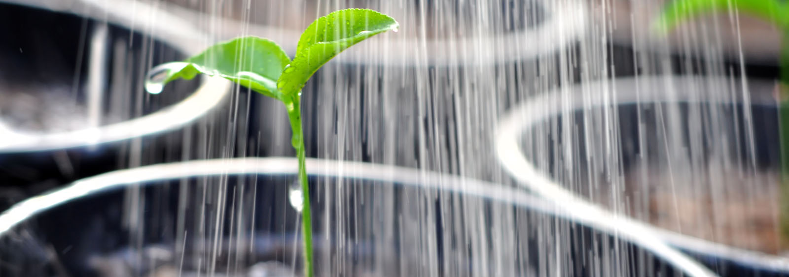 Watering a plant