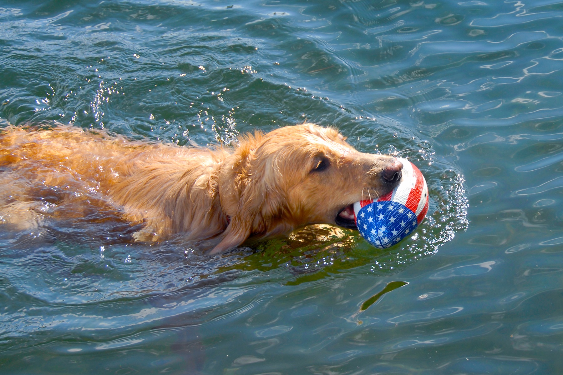 Let's Break Free from Plastic