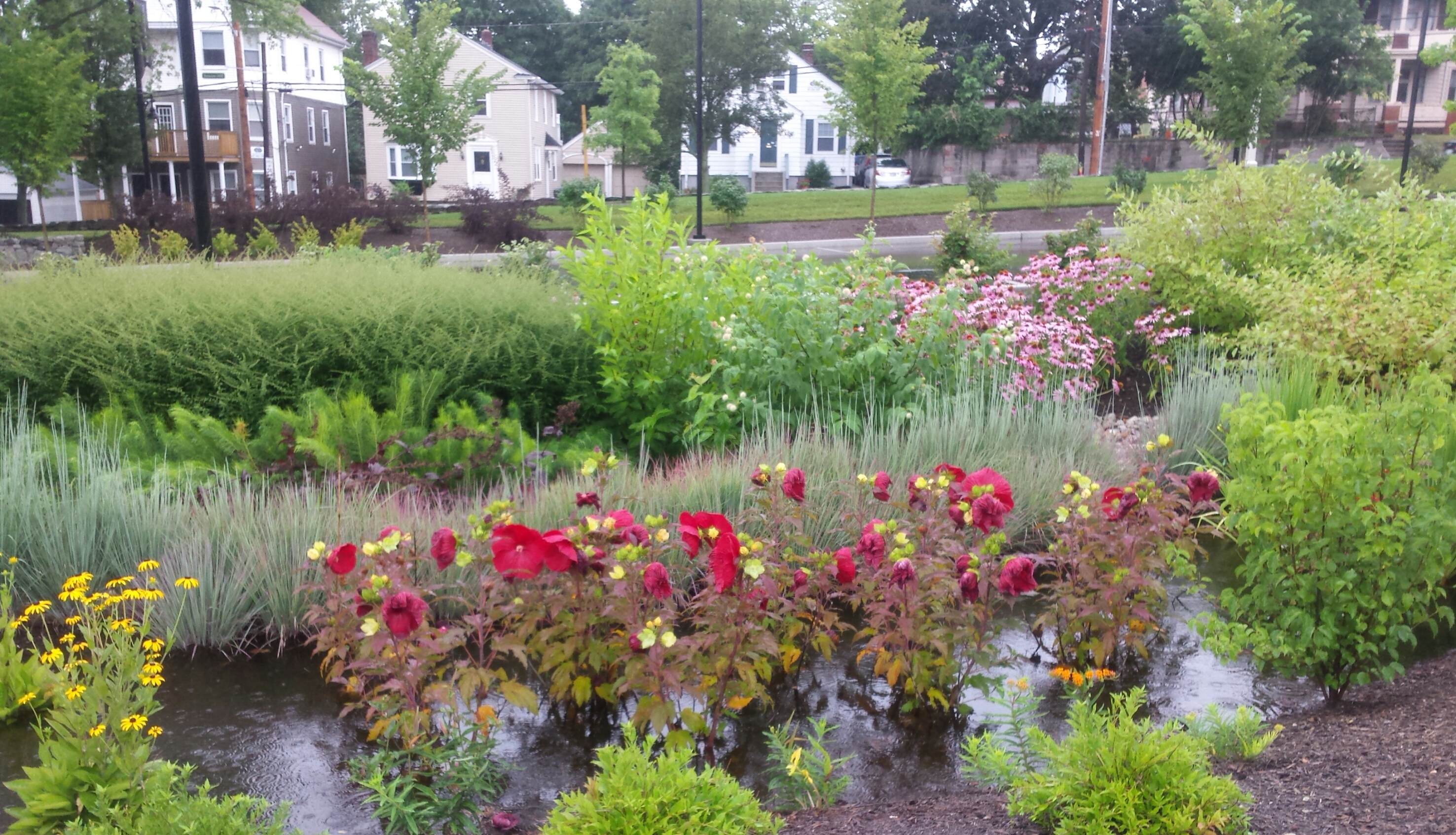 Bioswales lhelp control storm water bring beauty of nature to urban campus. Photo By Dave Everett