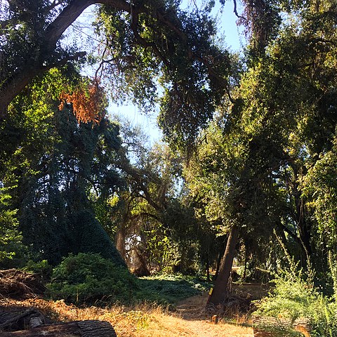 trees in Kaweah Oaks Preserve trees in Kaweah Oaks Preserve