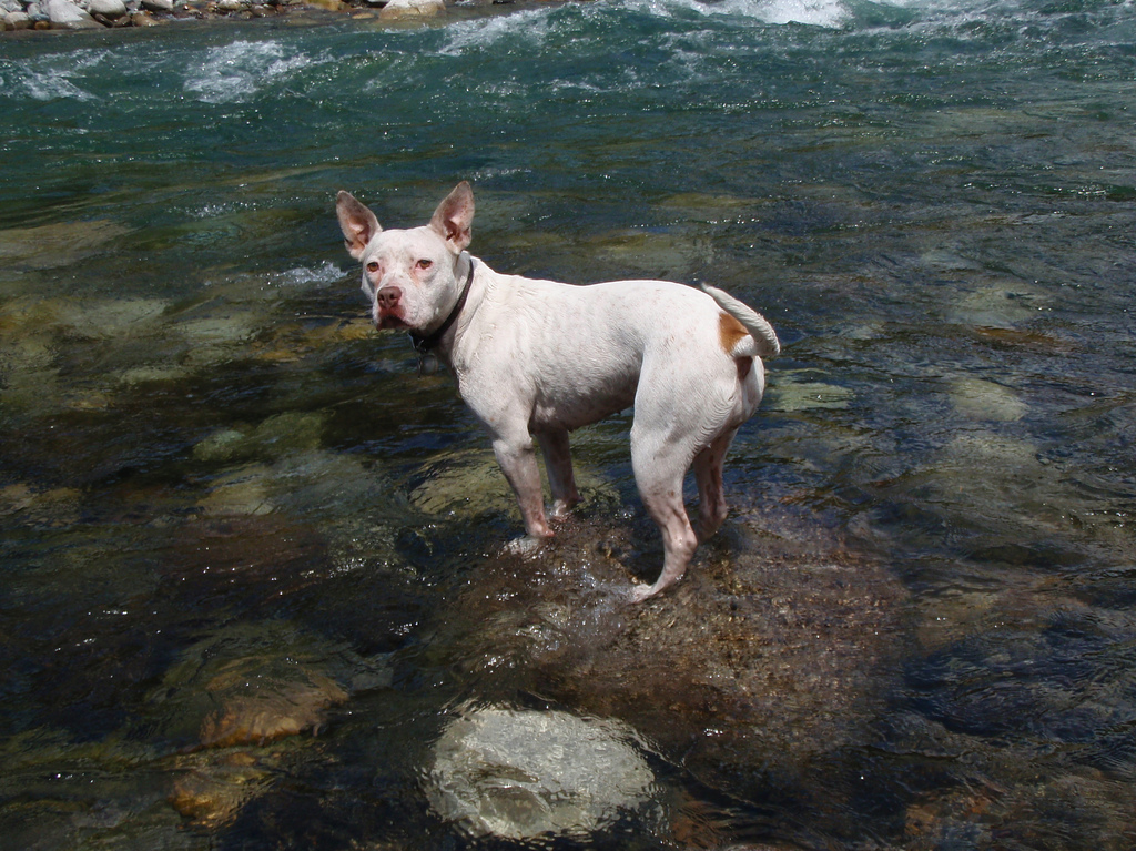 a dog in a river / photo: flickr.com/isthmene CC