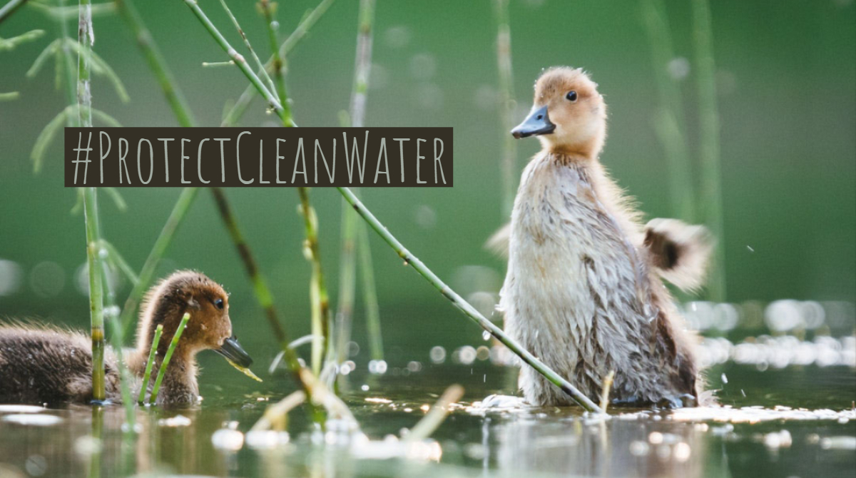 Wildlife 1 -- Clean Water Week.jpg Wildlife 1 -- Clean Water Week.jpg