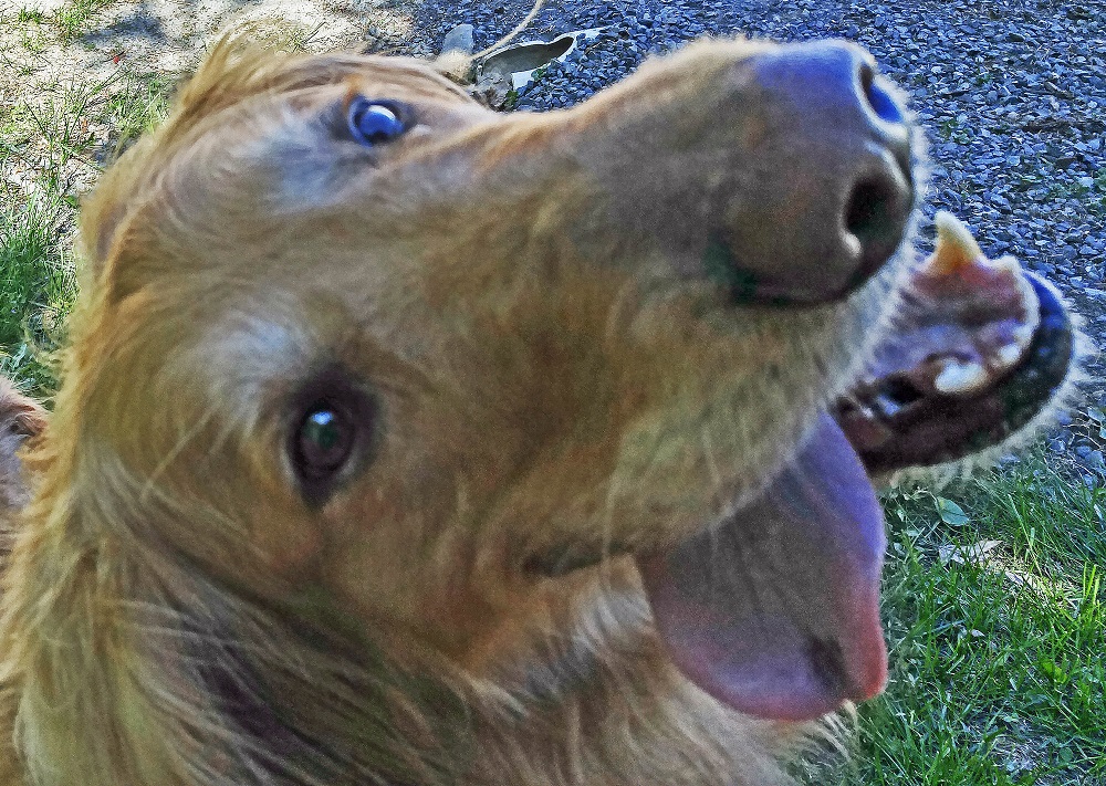 Woodie! Woodie -- a dog!