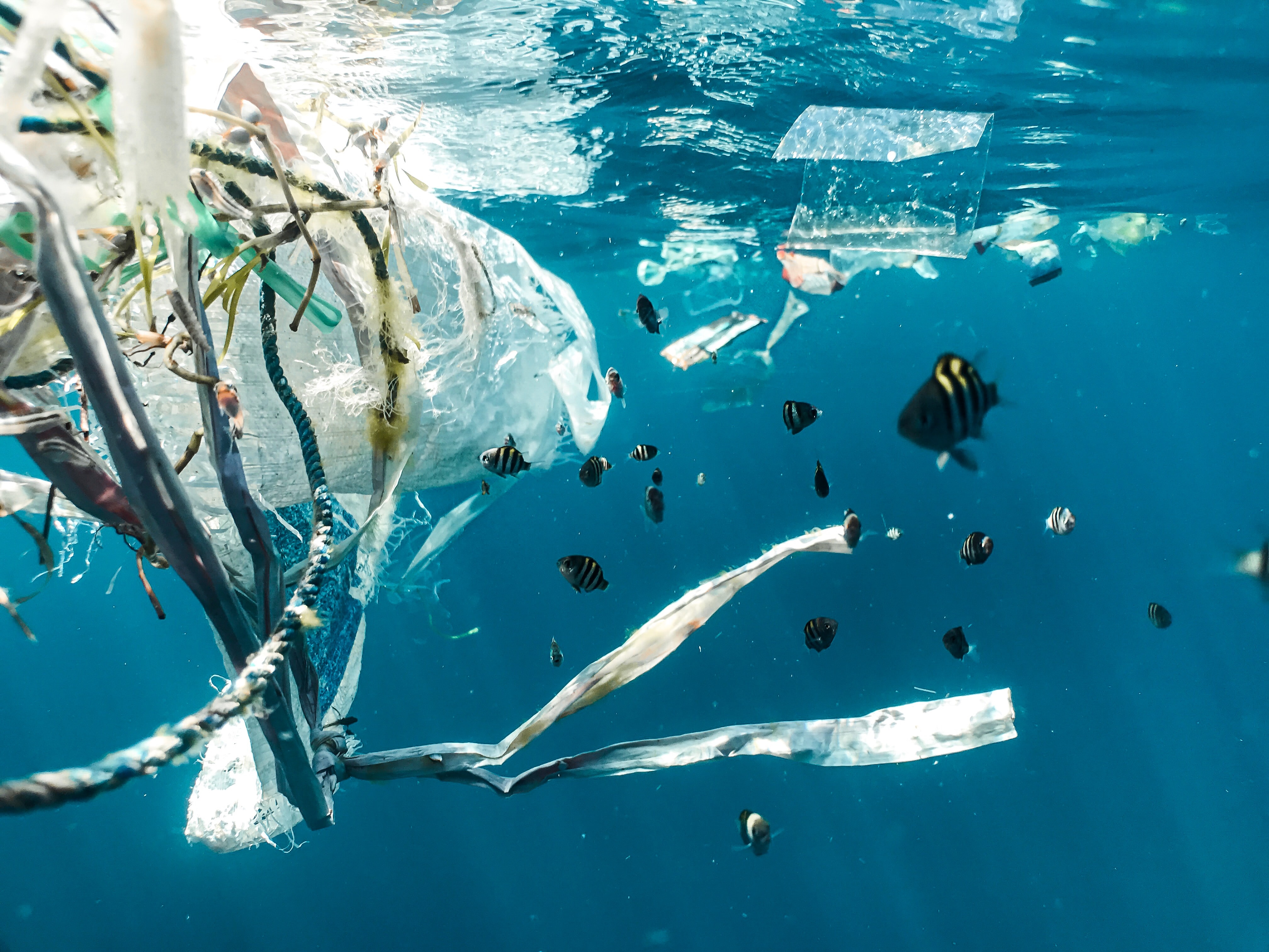 Plastic Pollution - photo by Naja Bertolt Jenzen-BJUoZu0mpt0-unsplash.jpg Plastic Pollution - photo by Naja Bertolt Jenzen-BJUoZu0mpt0-unsplash.jpg