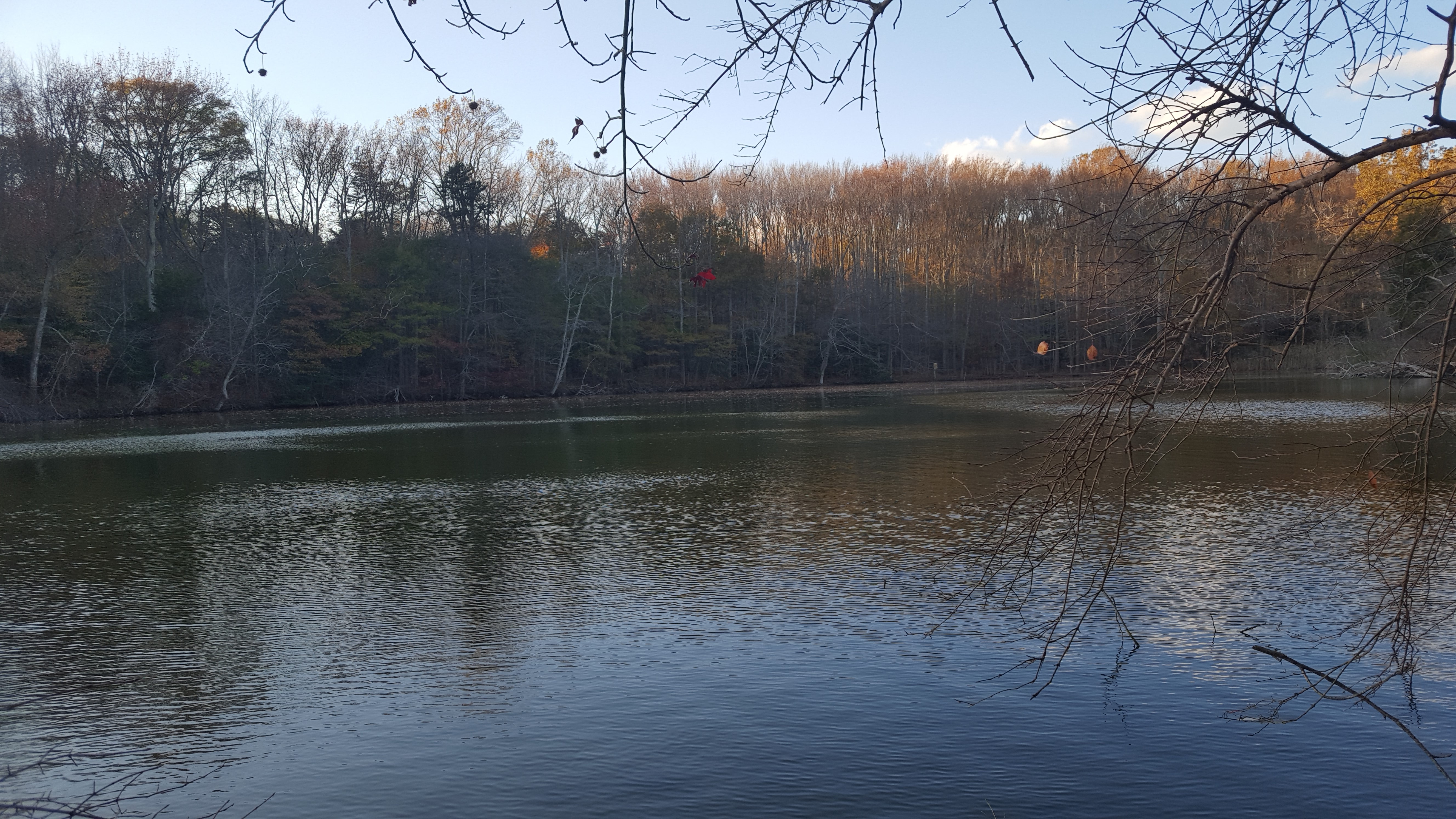 forest along water