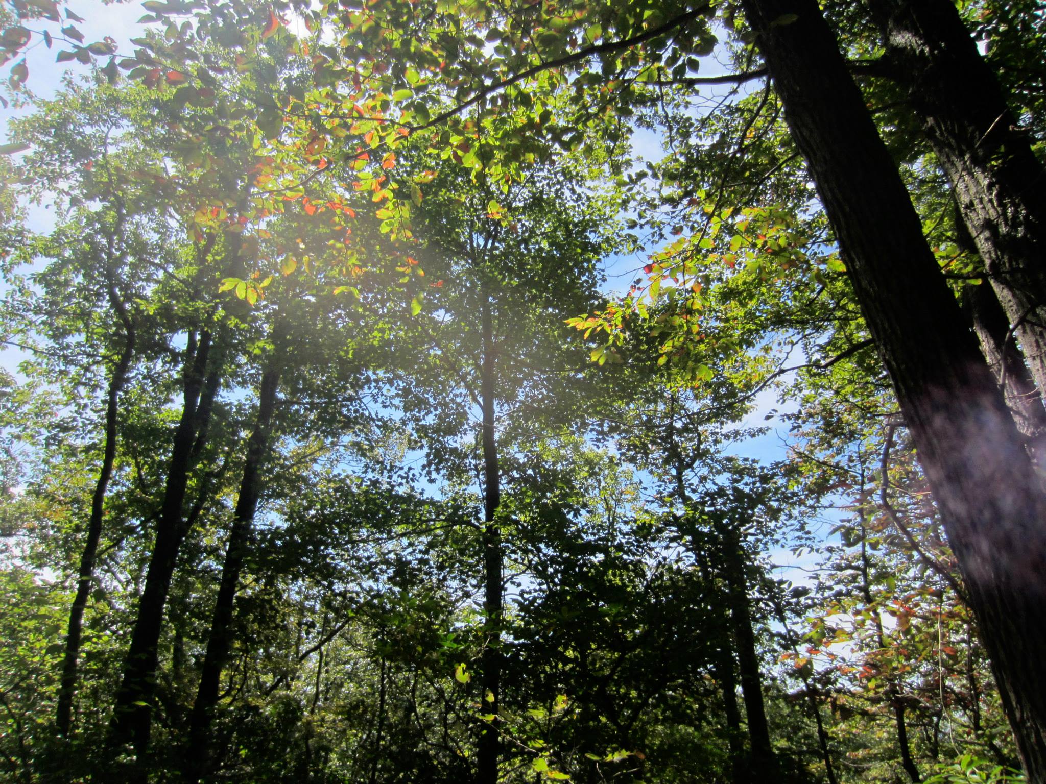 Maryland forest in late summer