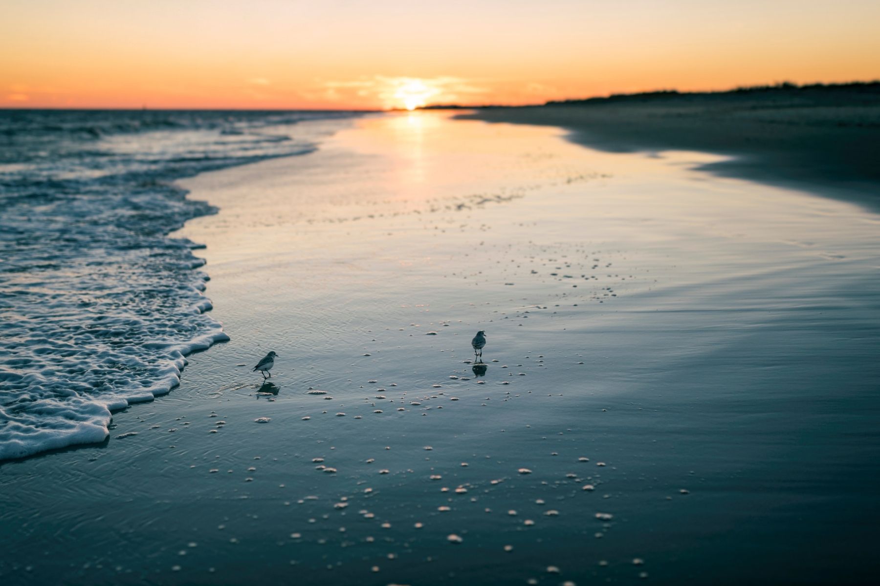 rhode island-beach-birds-canva.jpg