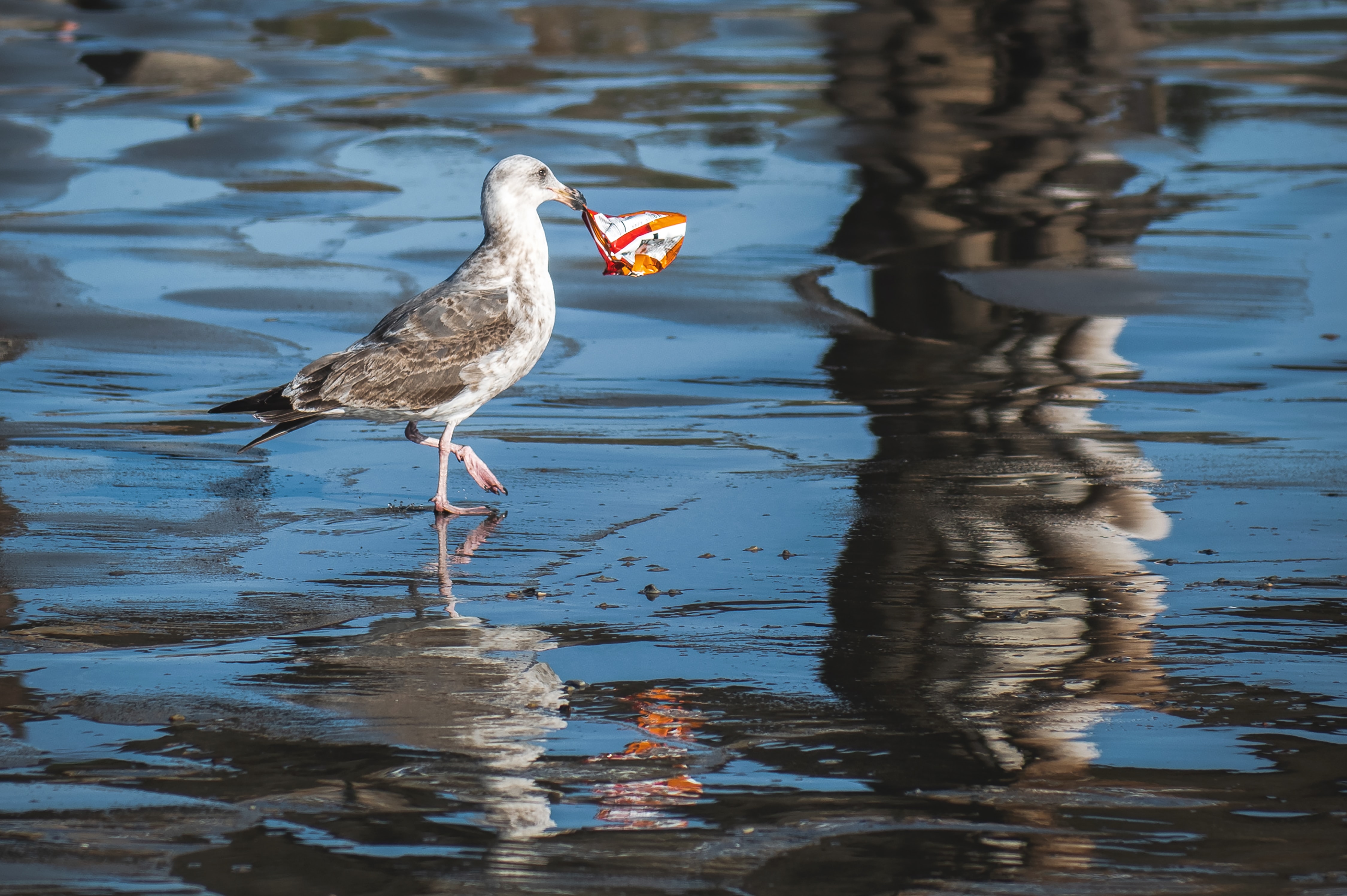 Rethink Disposable-Plastic-Pollution-tim-mossholder-via unsplash