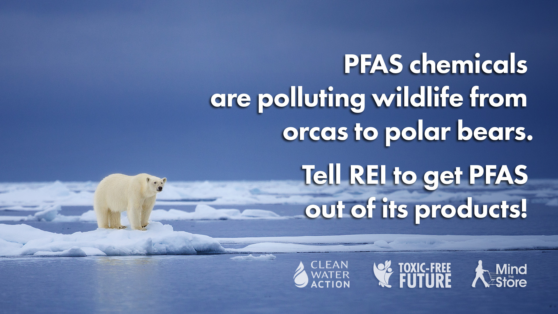 PFAS chemicals  - toxic free future - rei campaign  image of polar bear on ice