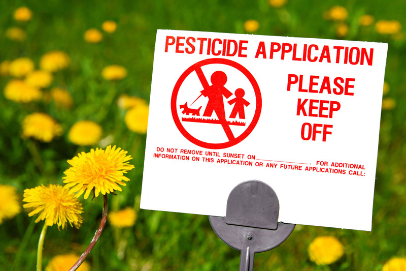 Pesticide application sign, field of dandelions