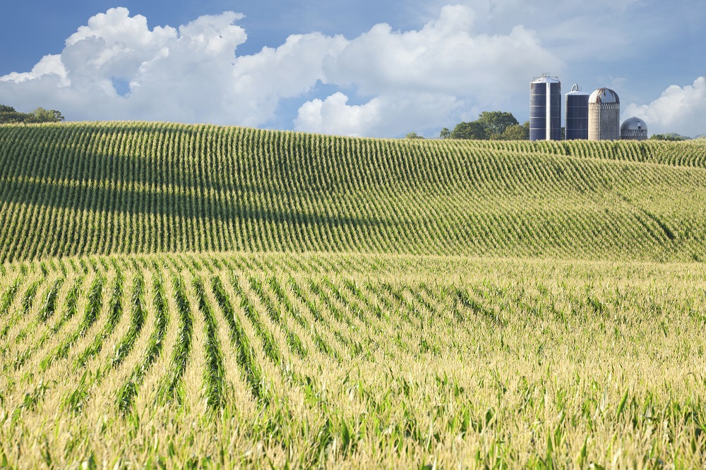 Farm Field