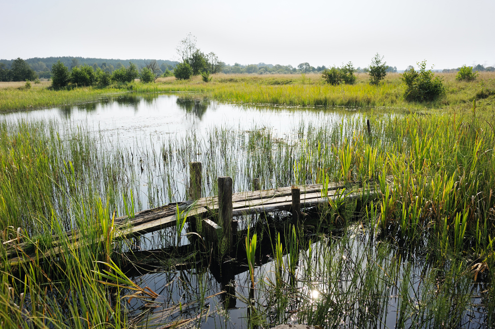 Wetlands