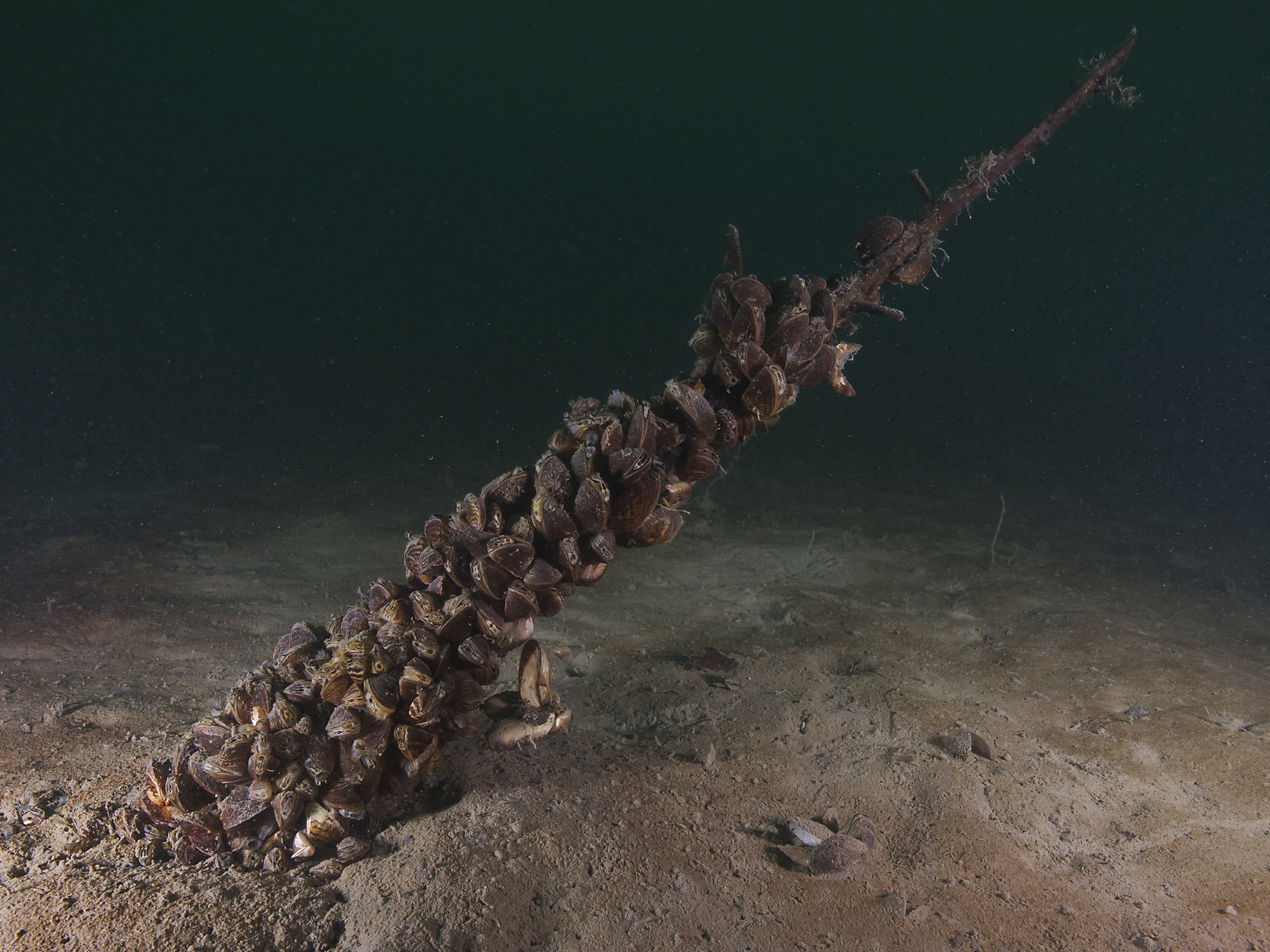 Zebra mussels