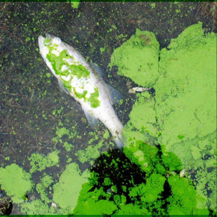 Dead fish, algal outbreak